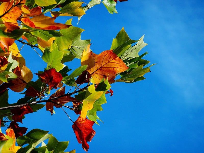 Fall Cleanup