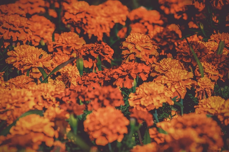 Summer Garden