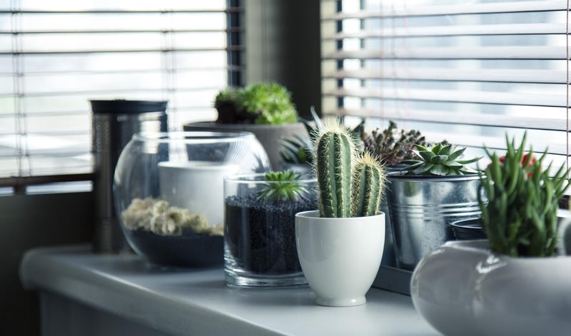 Vertical Succulent Garden